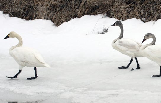 Tundra Swan.  Photo taken at Lower Klamath National Wildlife Refuge, CA.