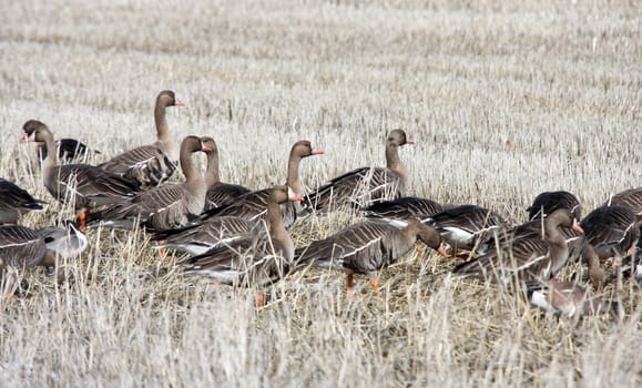 White Fronted Goose.  Photo taken at Lower Klamath National Wildlife Refuge, CA.