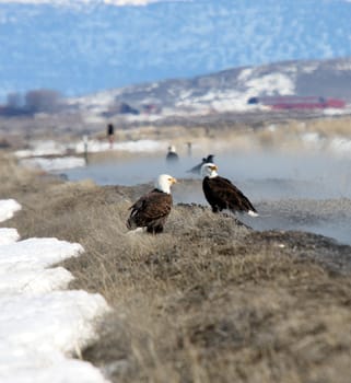 Bald Eagle.  Photo taken at Lower Klamath National Wildlife Refuge, CA.