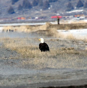 Bald Eagle.  Photo taken at Lower Klamath National Wildlife Refuge, CA.