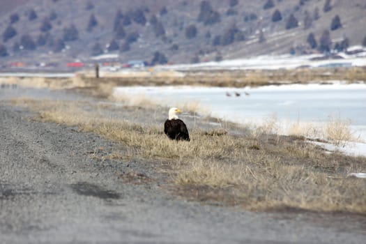 Bald Eagle.  Photo taken at Lower Klamath National Wildlife Refuge, CA.