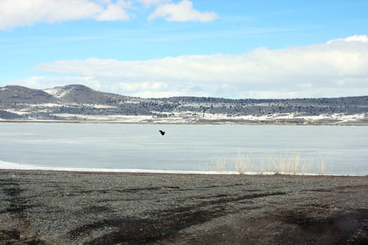 Bald Eagle.  Photo taken at Lower Klamath National Wildlife Refuge, CA.