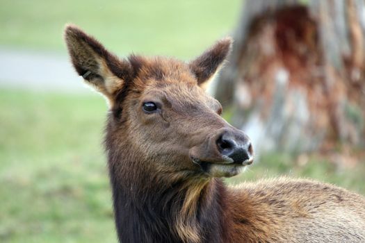 Elk.  Photo taken at Northwest Trek Wildlife Park, WA.