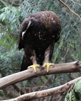 Golden Eagle.  Photo taken at Northwest Trek Wildlife Park, WA.