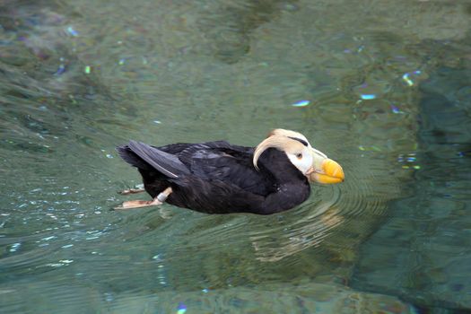 Tufted Puffin.  Photo taken at Point Defiance Zoo, WA.