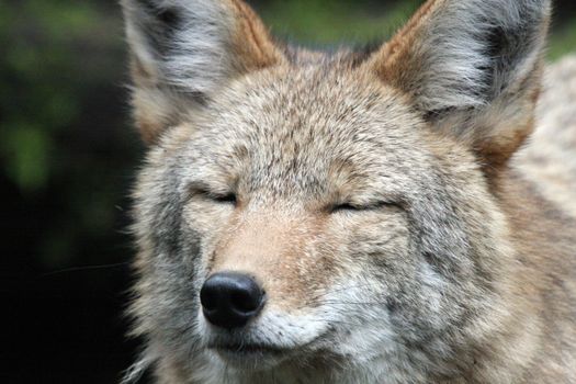 Coyote.  Photo taken at Northwest Trek Wildlife Park, WA.