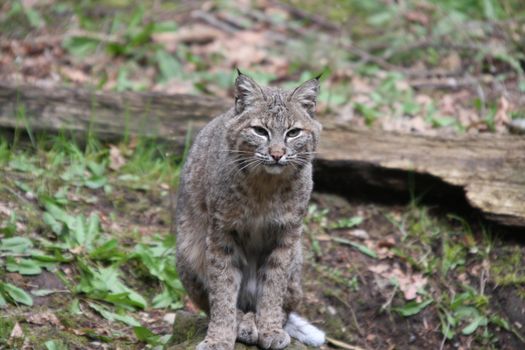 Bobcat.  Photo taken at Northwest Trek Wildlife Park, WA.