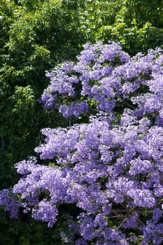 Blooming lilac tree in Spring