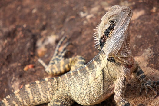 Large lizard close up