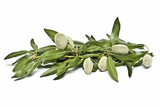 Green almonds isolated on a white background.