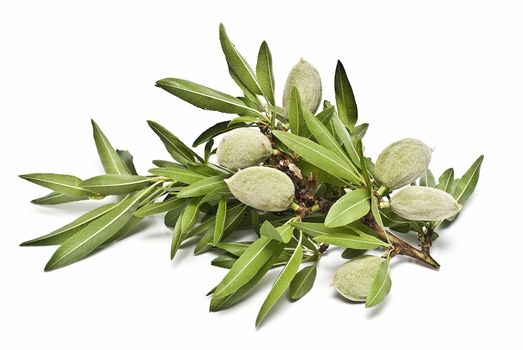 Green almonds isolated on a white background.