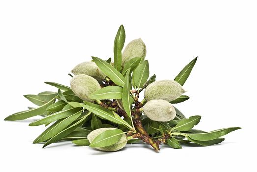 Green almonds isolated on a white background.