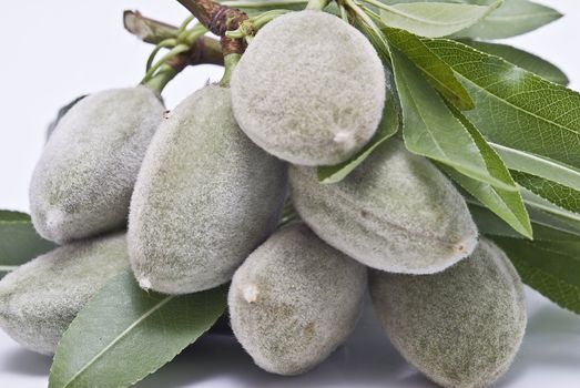 Green almonds isolated on a white background.