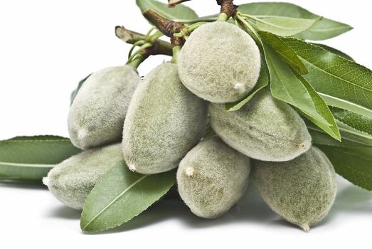 Green almonds isolated on a white background.