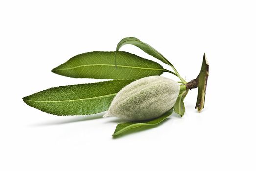 Green almonds isolated on a white background.