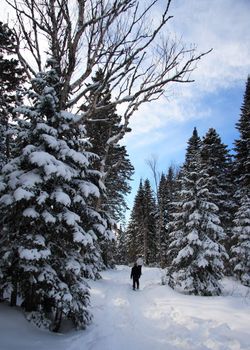 snowshoeing in pine forest near Baie Saint-Paul, Quebec, Canada