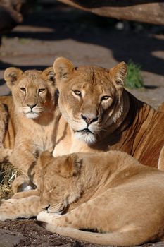 Lion mother whit her small babies