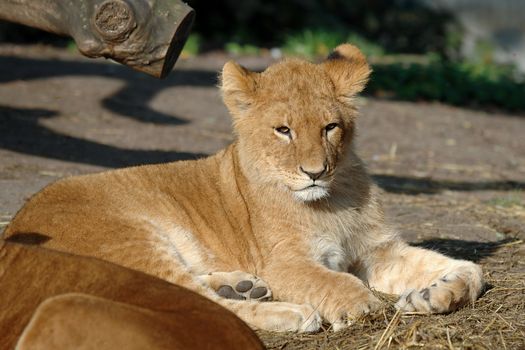 Small baby lion resting in the sun