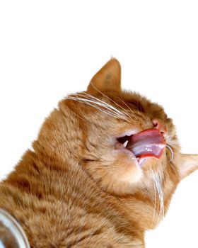 Cat is drinking milk and showing its tongue