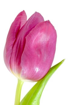 Pink tulip on clean white background.