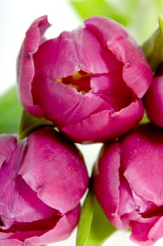 Tree pink tulips on celan white background.