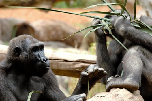 Ape is trying to find ants with a long grass straw while the other in the back is eating long grass.