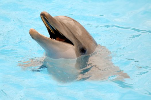 Happy dolphin is swimming in the water.