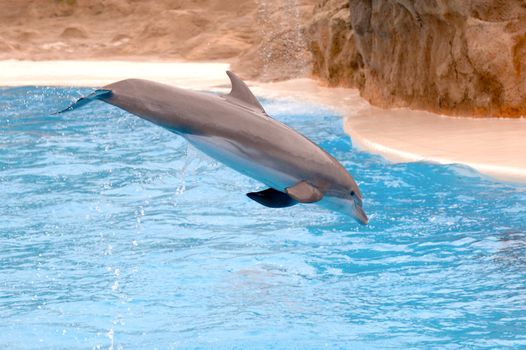 Happy dolphin is jumping out of the water