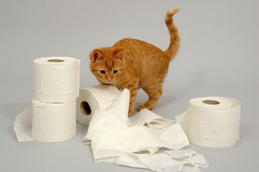 Kitten is playing with toiletpaper.