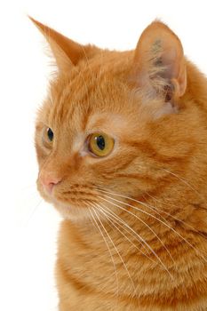 Cat on clean white background