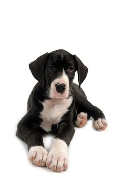 Resting great dane puppy on white background.