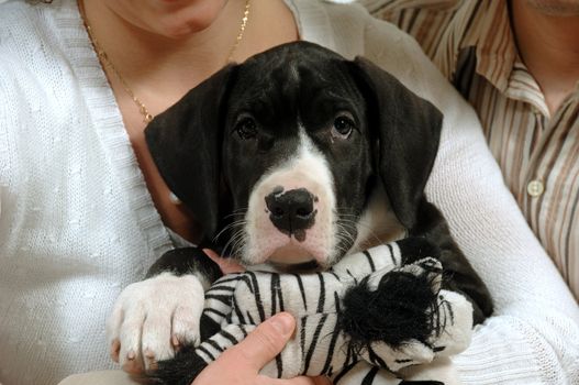 Puppy sits with woman and man