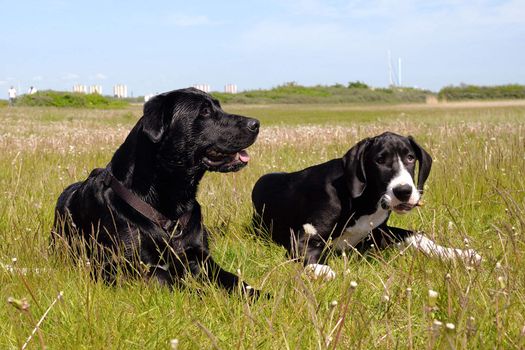 Two dogs is resting in the grass on a hot summer day.