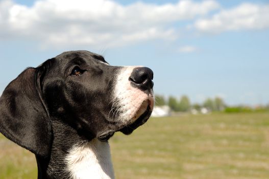 Puppy is looking at something. 