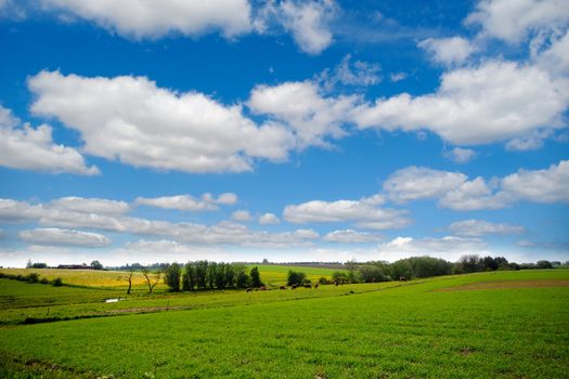 Idylic farmlandscap with green fields, cows and blue cloudy sky.