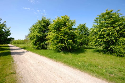 Empty pathway in green environment.