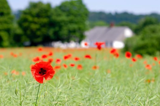 Red poppy and framland