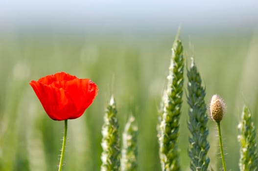 Red poppy and corn