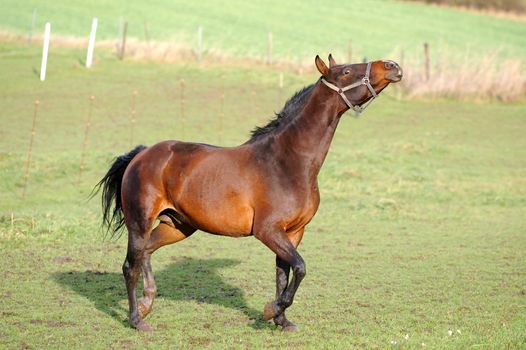 Horse with attitude on green grass.