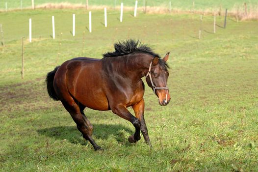 Horse is running on green grass.