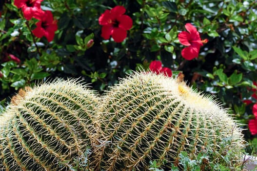 Twin cactus with flowers in the background.