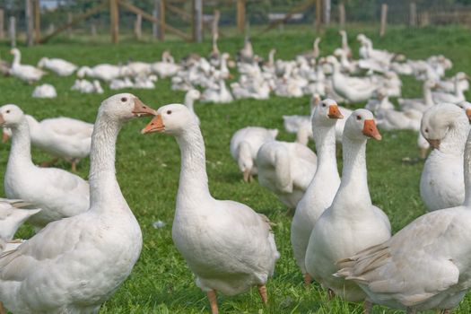 Free range white geese in an open field on a farm