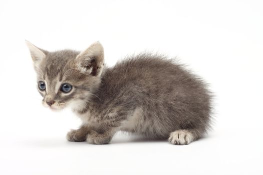 Portrait of little grey kitten over white