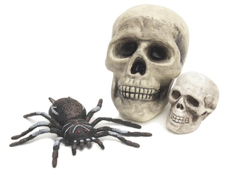 Two comic fake skulls, one large one small, with a rubber spider isolated on white. Fun for Halloween!