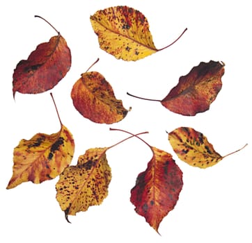 Colorful red and yellow mottled Fall leaves on white background for easy removal.