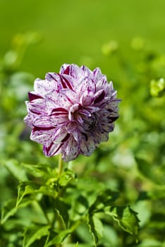 Dahlia Marble Ball on green background