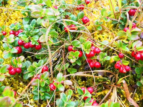 Berry cowberry ripe