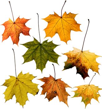 Set of Maple leaf isolated on white. Clipping path included to replace background.