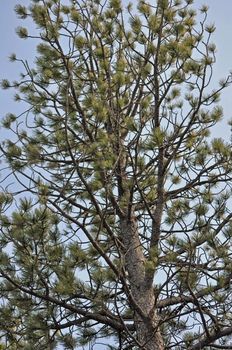 Tree with needles