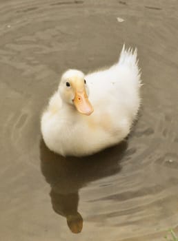 Yellow Duck on the Water